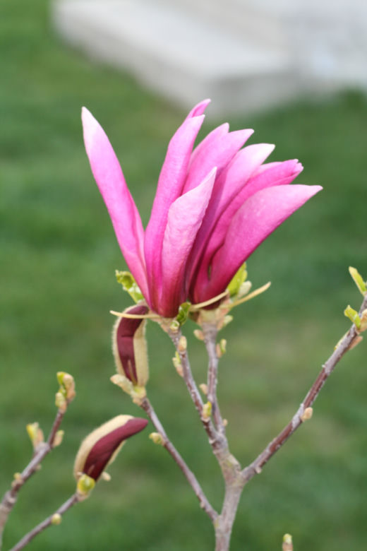 Magnolia 'Susan' 