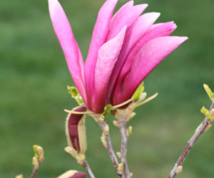 Magnolia 'Susan' 