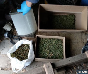 Wspólna akcja policjantów z Kielc i Grudziądza. Odkryli podziemną plantację