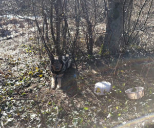 Porzucony owczarek czekał na cud. Ktoś wydał na niego wyrok śmierci w lesie!