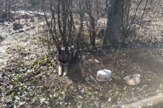 Porzucony owczarek czekał na cud. Ktoś wydał na niego wyrok śmierci w lesie!