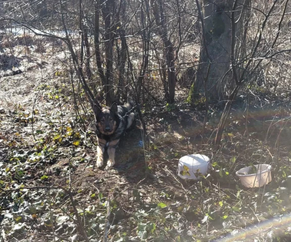 Ktoś wydał na niego wyrok śmierci w lesie!