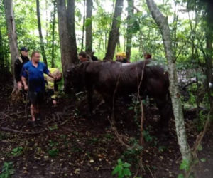 Stare Juchy. KOŃ TONĄŁ W BAGNIE! Na pomoc zwierzęciu ruszyli strażacy [ZDJĘCIA]