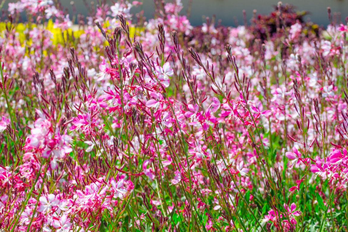 Gaura