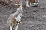 Wspaniały rok dla stołecznego zoo. W warszawskim ogrodzie urodziło się aż pięć kangurków