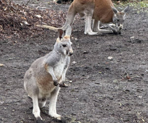 Wspaniały rok dla stołecznego zoo. W warszawskim ogrodzie urodziło się aż pięć kangurków