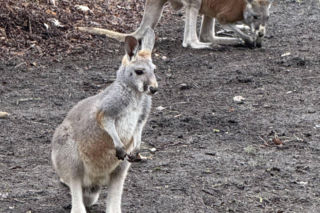 Wspaniały rok dla stołecznego zoo. W warszawskim ogrodzie urodziło się aż pięć kangurków