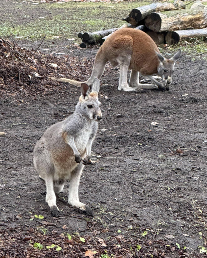 Wspaniały rok dla stołecznego zoo. W warszawskim ogrodzie urodziło się aż pięć kangurków