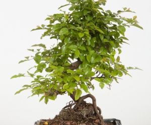 Bonsai: karłowe drzewa w mieszkaniu