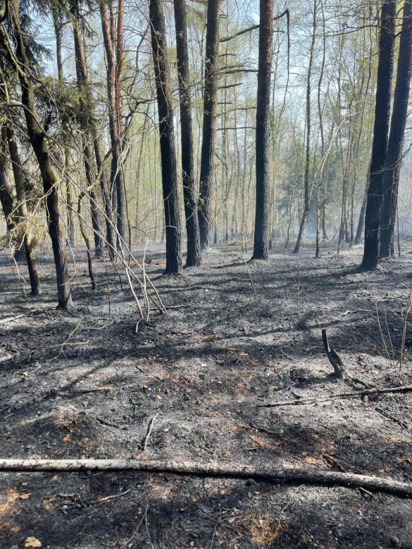 Pożar lasów w powiecie bocheńskim