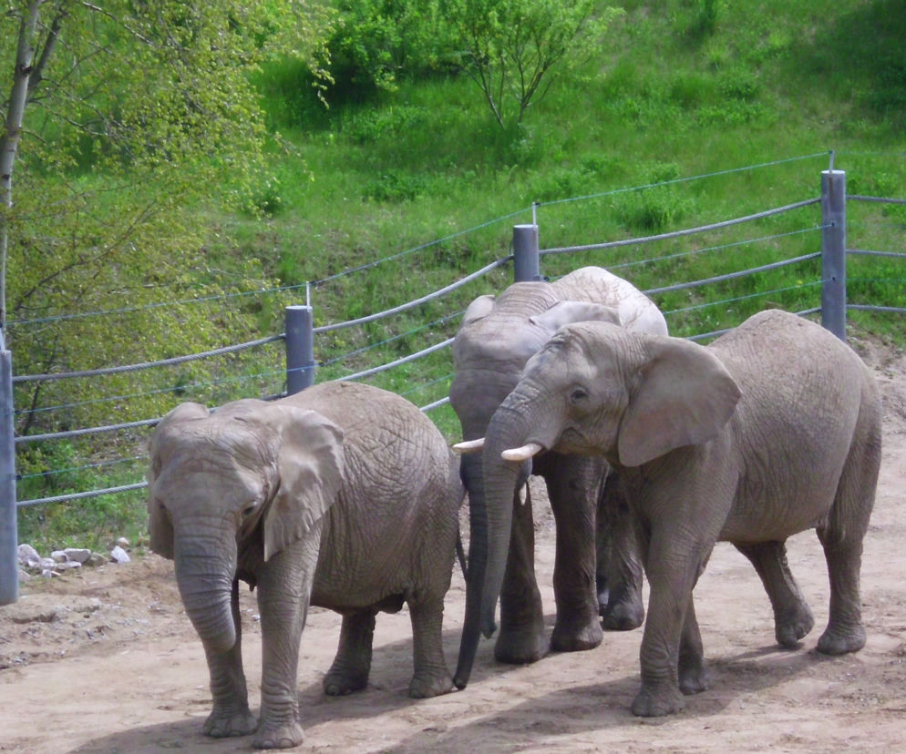 Ogród Zoologiczny w Poznaniu
