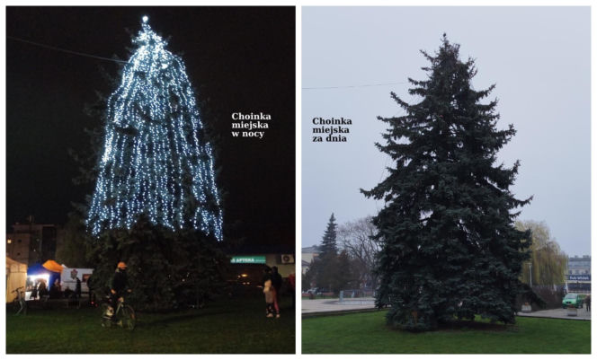 Choinka miejska Siedlce