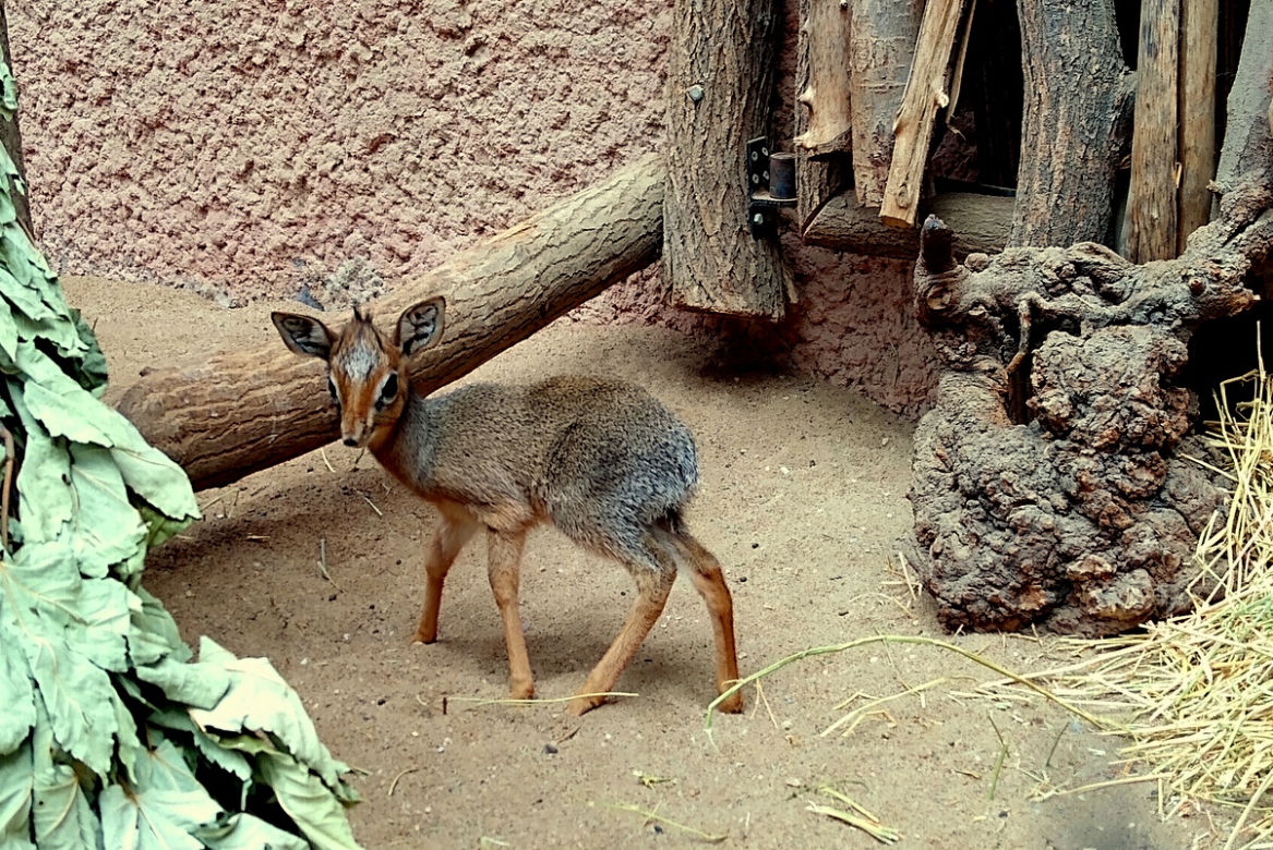 We wrocławskim zoo urodził się mały dikdik