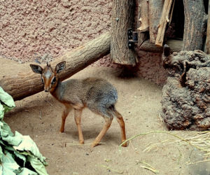We wrocławskim zoo urodził się mały dikdik