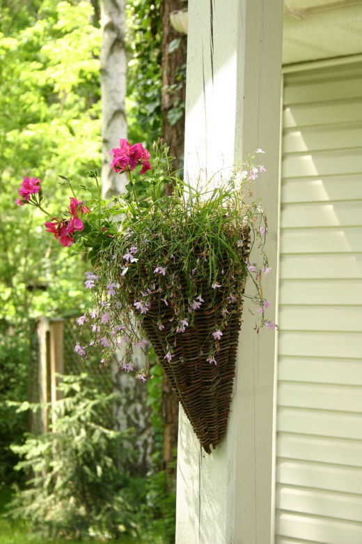 Pelargonia w wiszącej kompozycji na balkon i taras