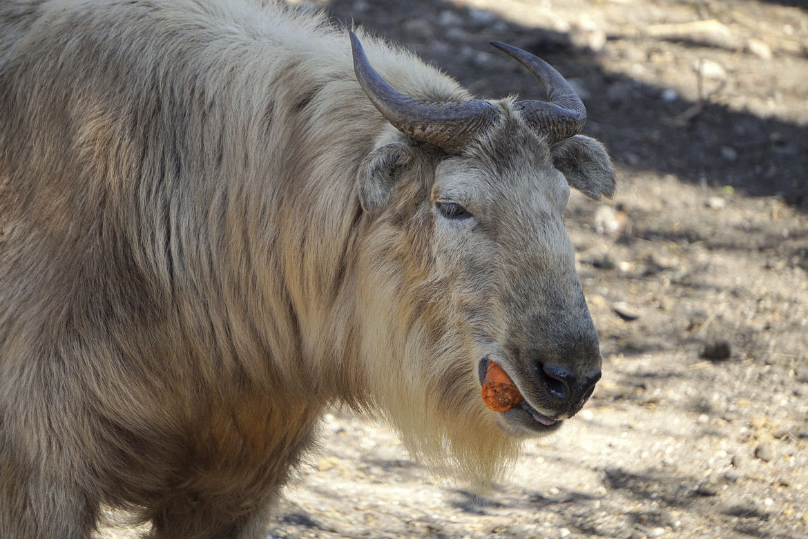 Wrocławskie Zoo