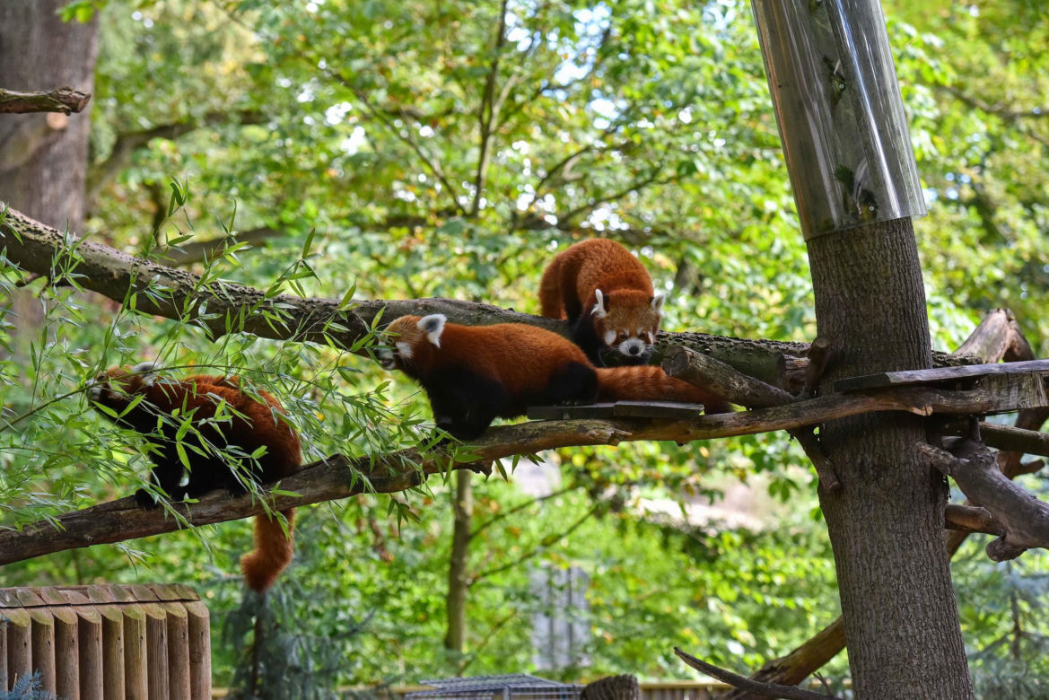 Powitajmy dwóch nowych mieszkańców toruńskiego ogrodu zoobotanicznego!