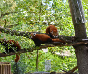 Powitajmy dwóch nowych mieszkańców toruńskiego ogrodu zoobotanicznego!