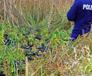 Miał w domu 23 kg konopi! Policja przechwyciła narkotyki o wartości ponad miliona zł [ZDJĘCIA]