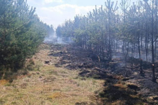 Ktoś celowo podpala lasy? Leśnicy biją na alarm po serii pożarów