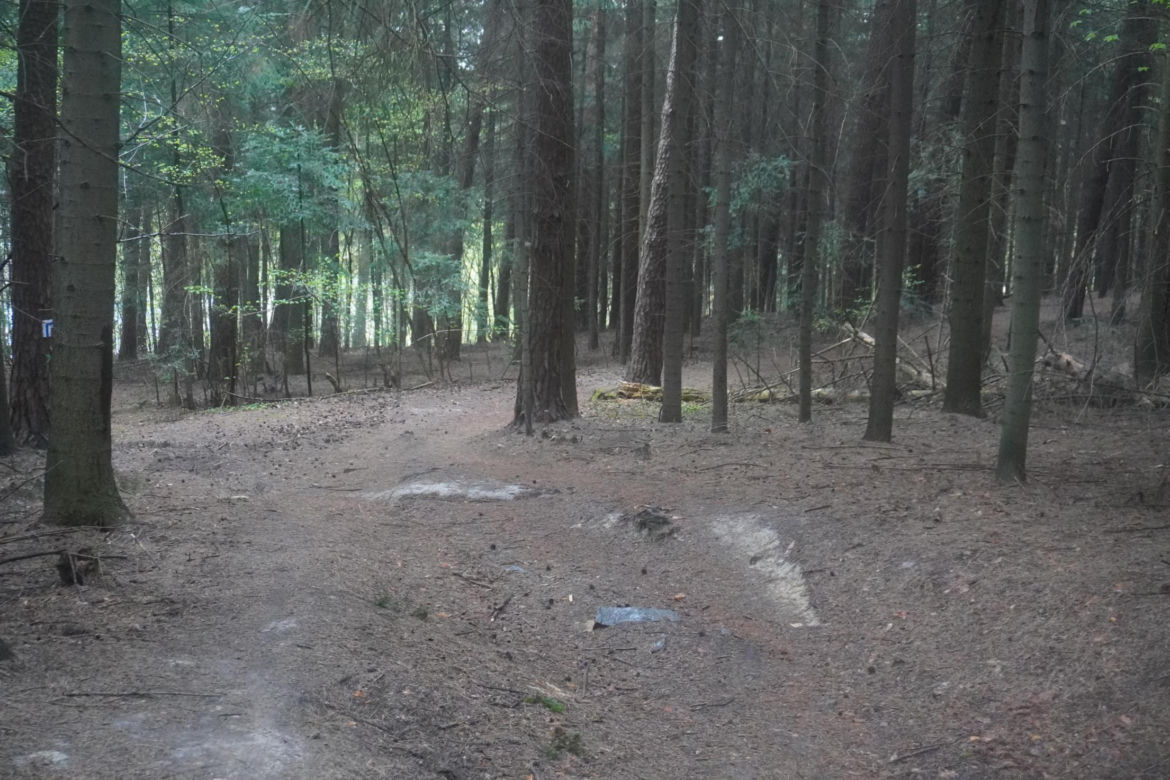 Puszcza Notecka – grzybowy skarb Wielkopolski