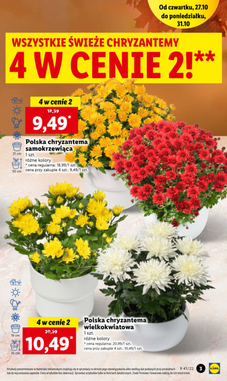 Znicze  i chryzantemy w Lidlu od 27.10