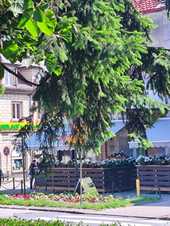 Zielony Rynek w Pińczowie