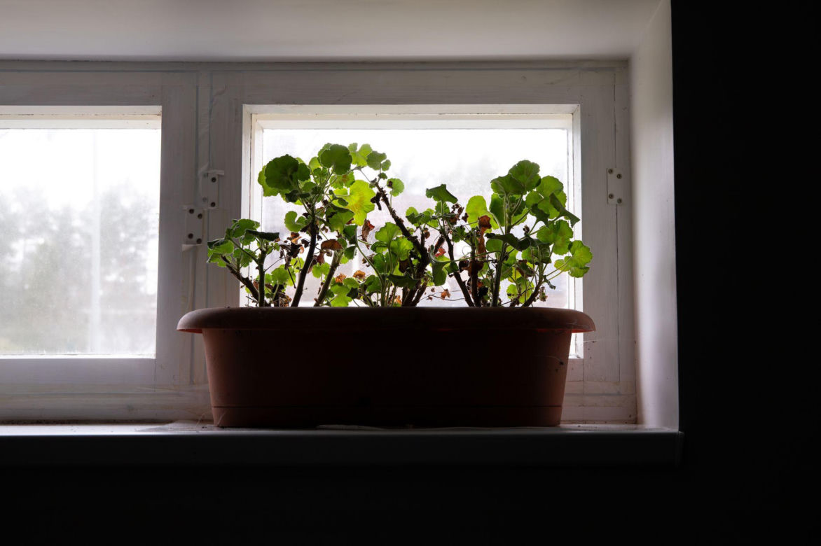Pelargonie