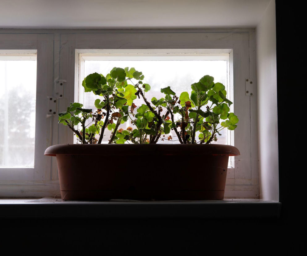 Co zrobić z pelargoniami, żeby przeżyły do kolejnego lata?