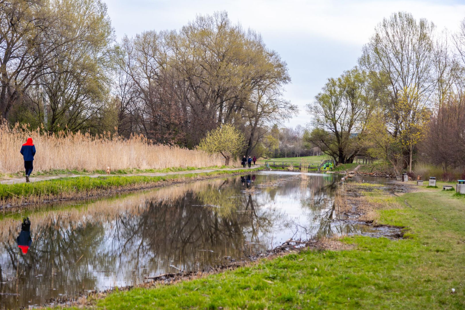 Bobrowe tamy na Potoku Służewieckim w Warszawie