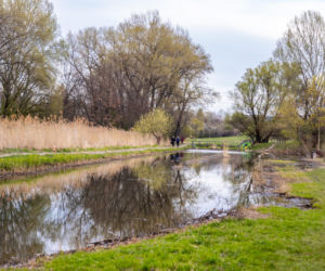 Bobrowe tamy na Potoku Służewieckim w Warszawie