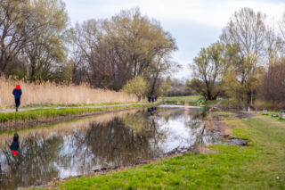 Bobrowe tamy na Potoku Służewieckim w Warszawie