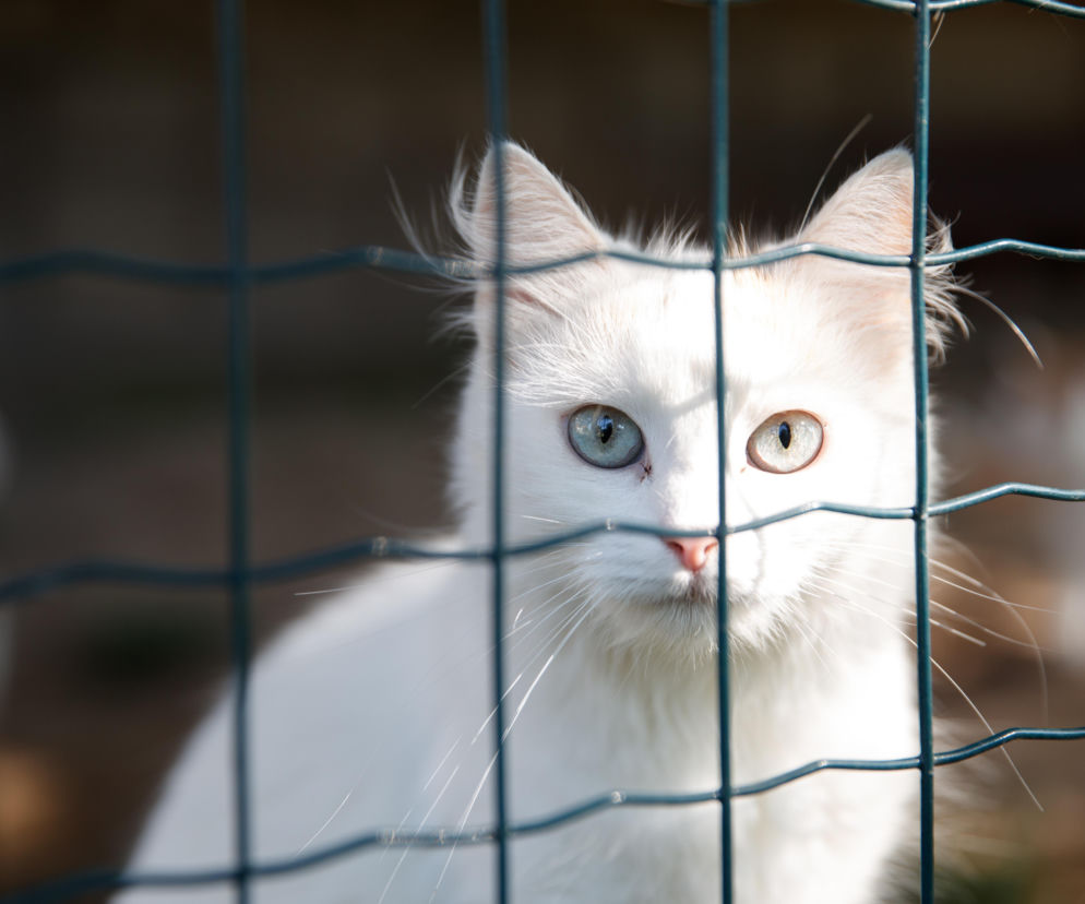 Schronisko w ogniu krytyki. Pilny komunikat wojewody