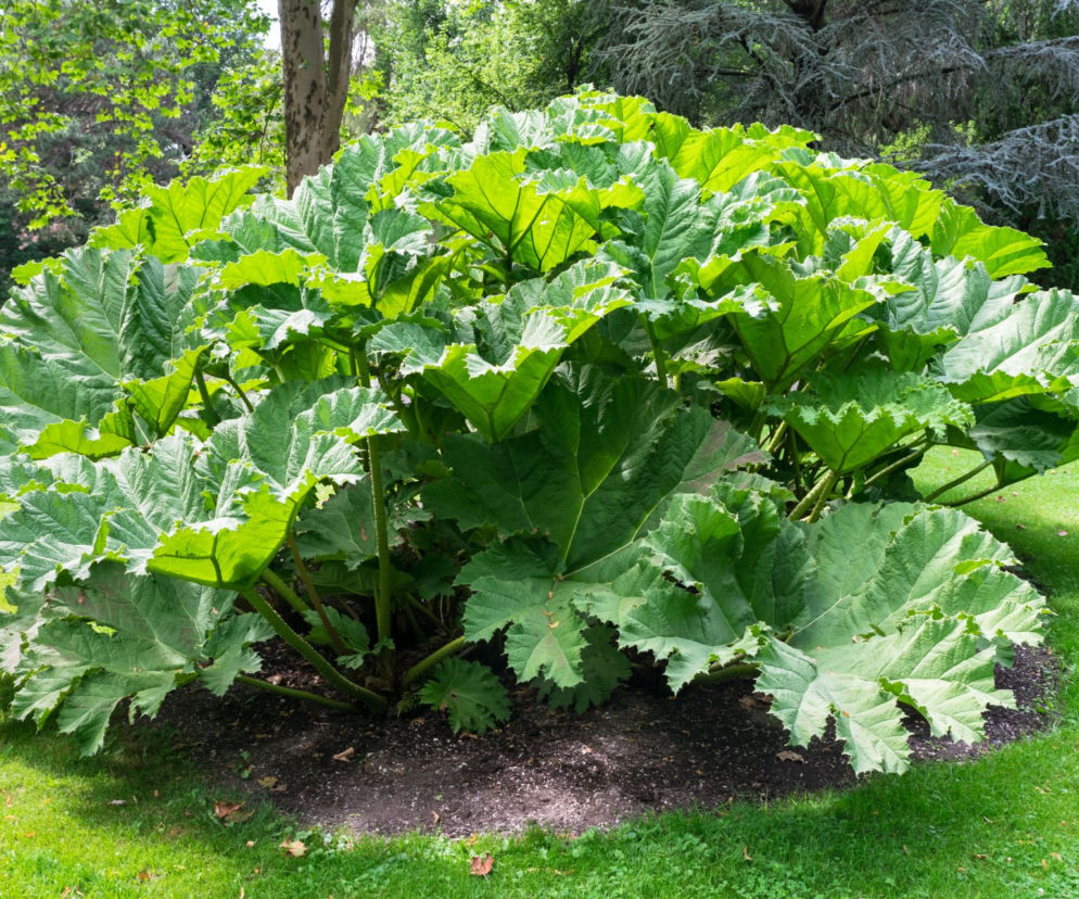 Gunnera