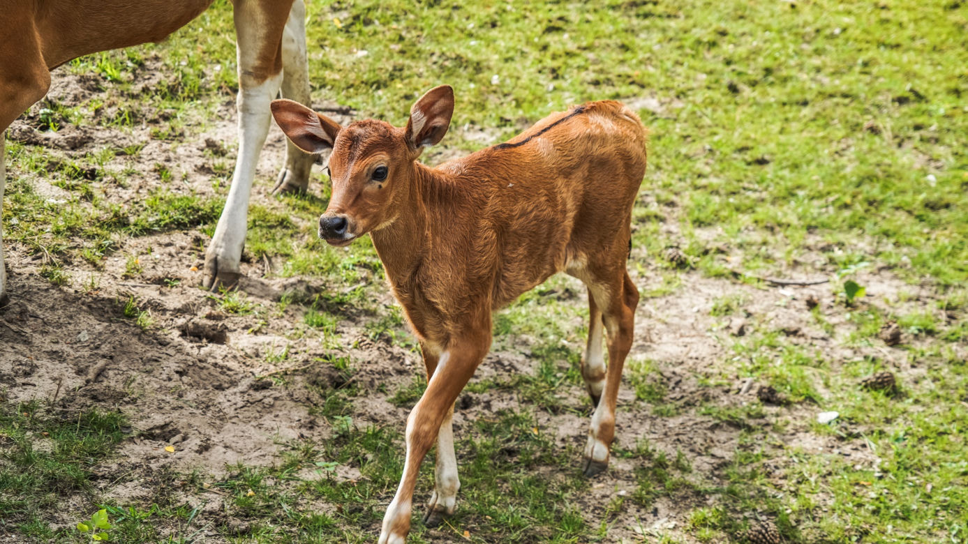 We wrocławskim zoo urodziły się dwa bantengi jawajskie