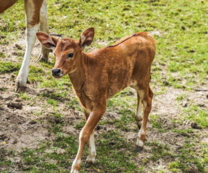 We wrocławskim zoo urodziły się dwa bantengi jawajskie