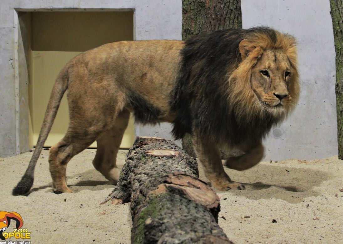 Opole. Lwy wróciły do zoo po 25 latach! Kiedy można oglądać? [ZDJĘCIA]