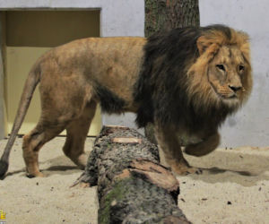 Opole. Lwy wróciły do zoo po 25 latach! Kiedy można oglądać? [ZDJĘCIA]