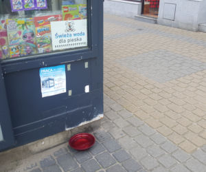 W tych miejscach w Bydgoszczy sprzedawcy kochają zwierzęta