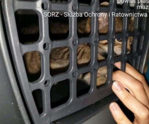 Wyrzuciła kota do kontenera na śmieci 