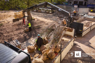 Nowe nasadzenia na Pl. Orła Białego