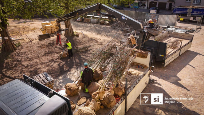 Nowe nasadzenia na Pl. Orła Białego
