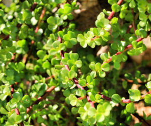 Portulacaria afra
