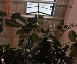Fikus gigant rośnie w MPK we Wrocławiu. Pracownicy podlewają go od ponad 30 lat