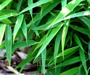 Fargesia parasolowata ‘Bimbo’ 
