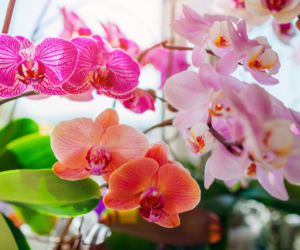 Storczyk Phalaenopsis: kompletny poradnik pielęgnacji