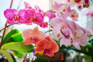 Storczyk Phalaenopsis: kompletny poradnik pielęgnacji