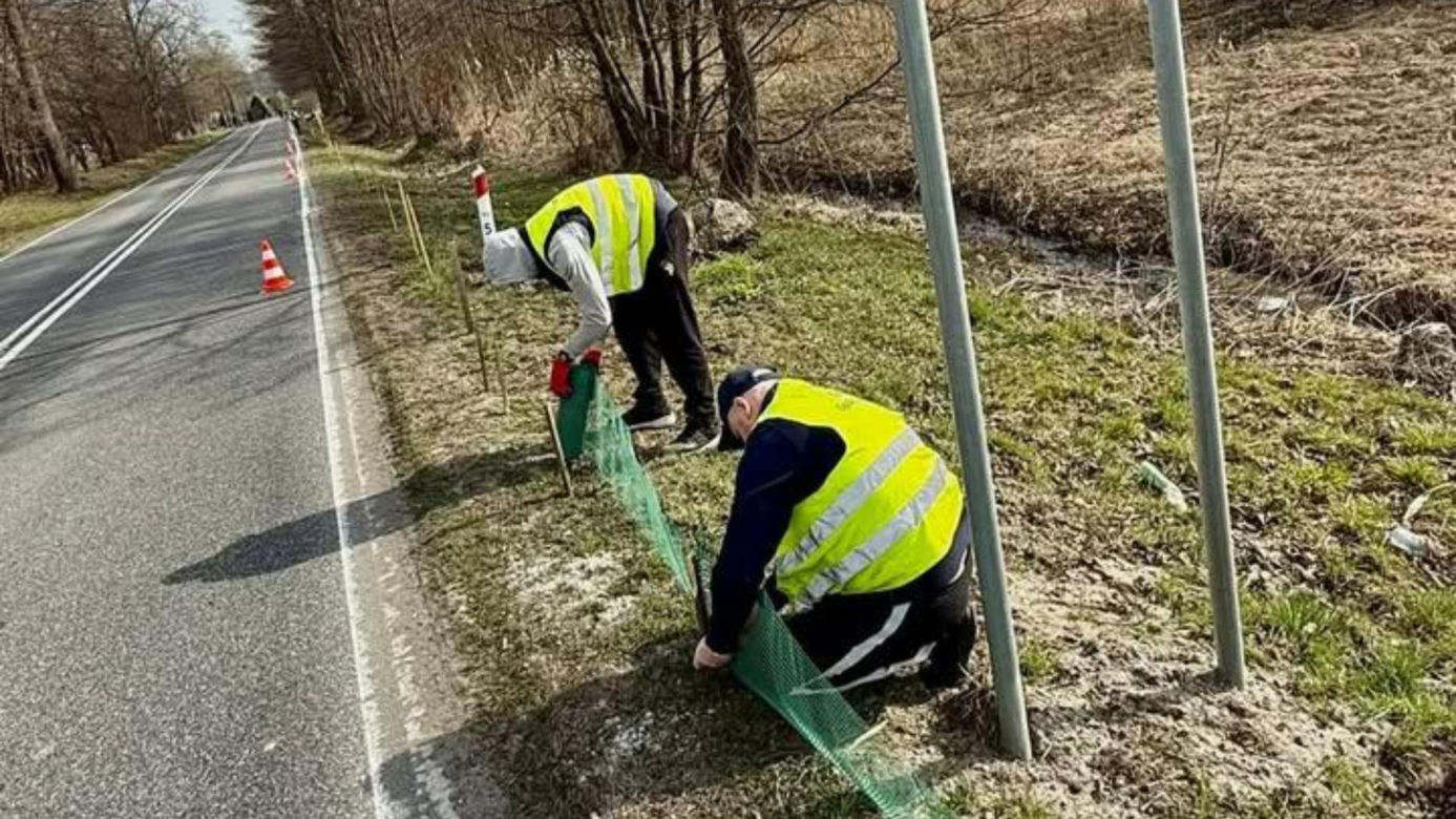 Więźniowie z woj. lubelskiego ratują żaby