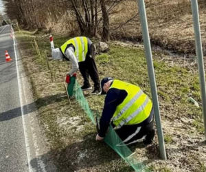 Więźniowie z woj. lubelskiego ratują żaby
