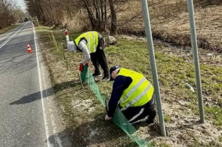 Więźniowie z woj. lubelskiego ratują żaby